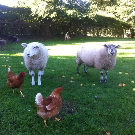 Old Oak Tree South Kilvington