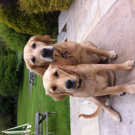 Old Oak Tree South Kilvington
