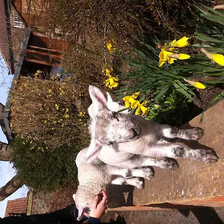 Old Oak Tree ホテル South Kilvington